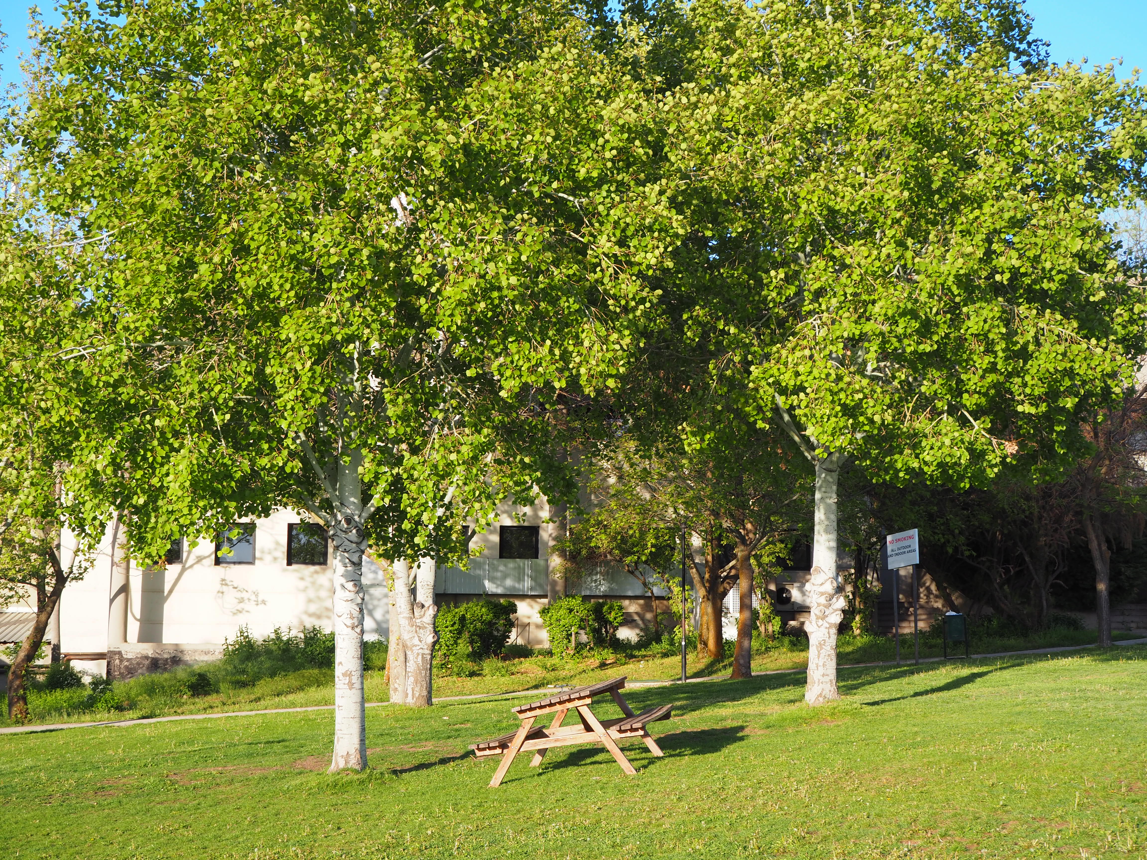 Aspen
