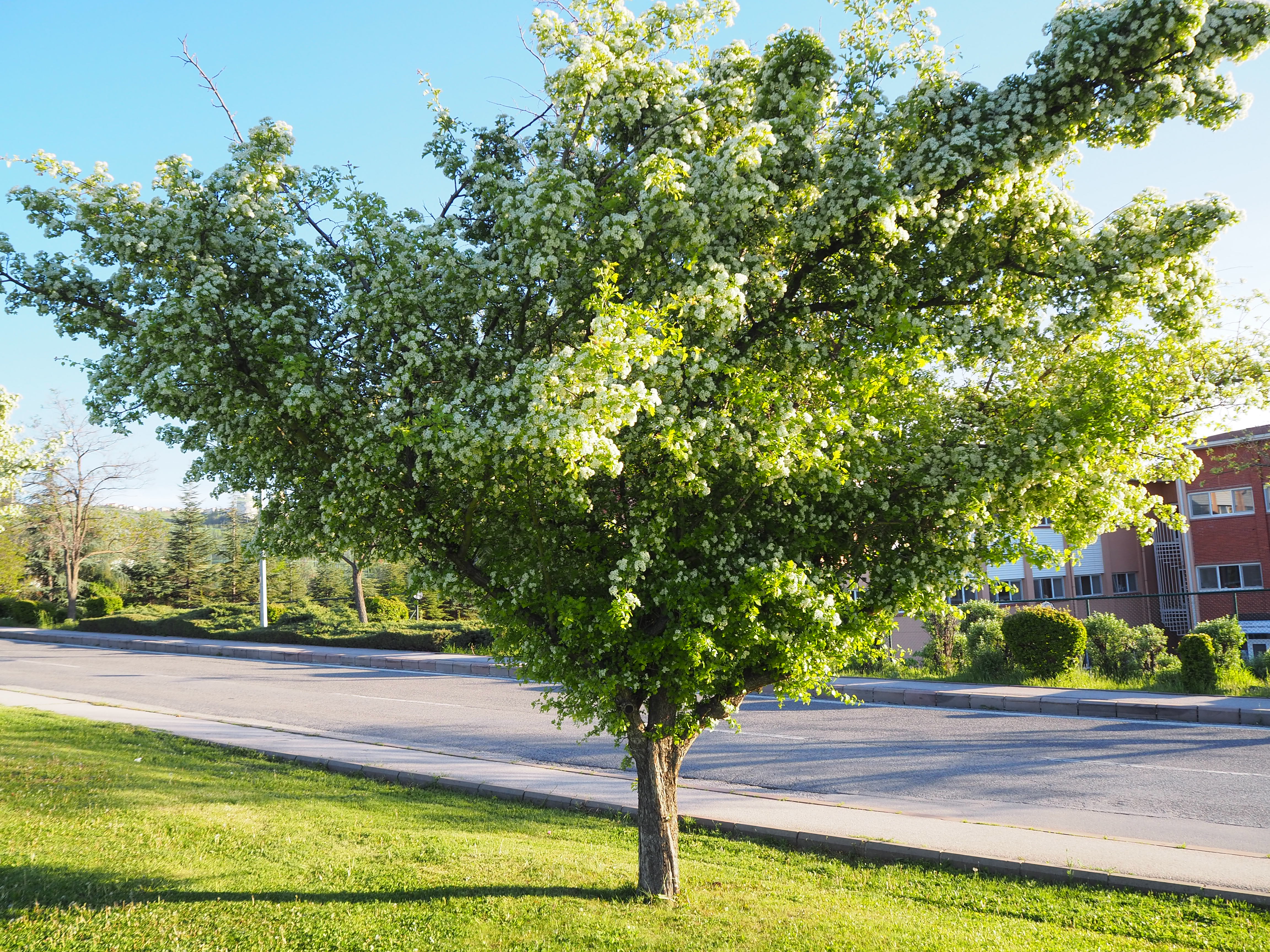 Hawthorn