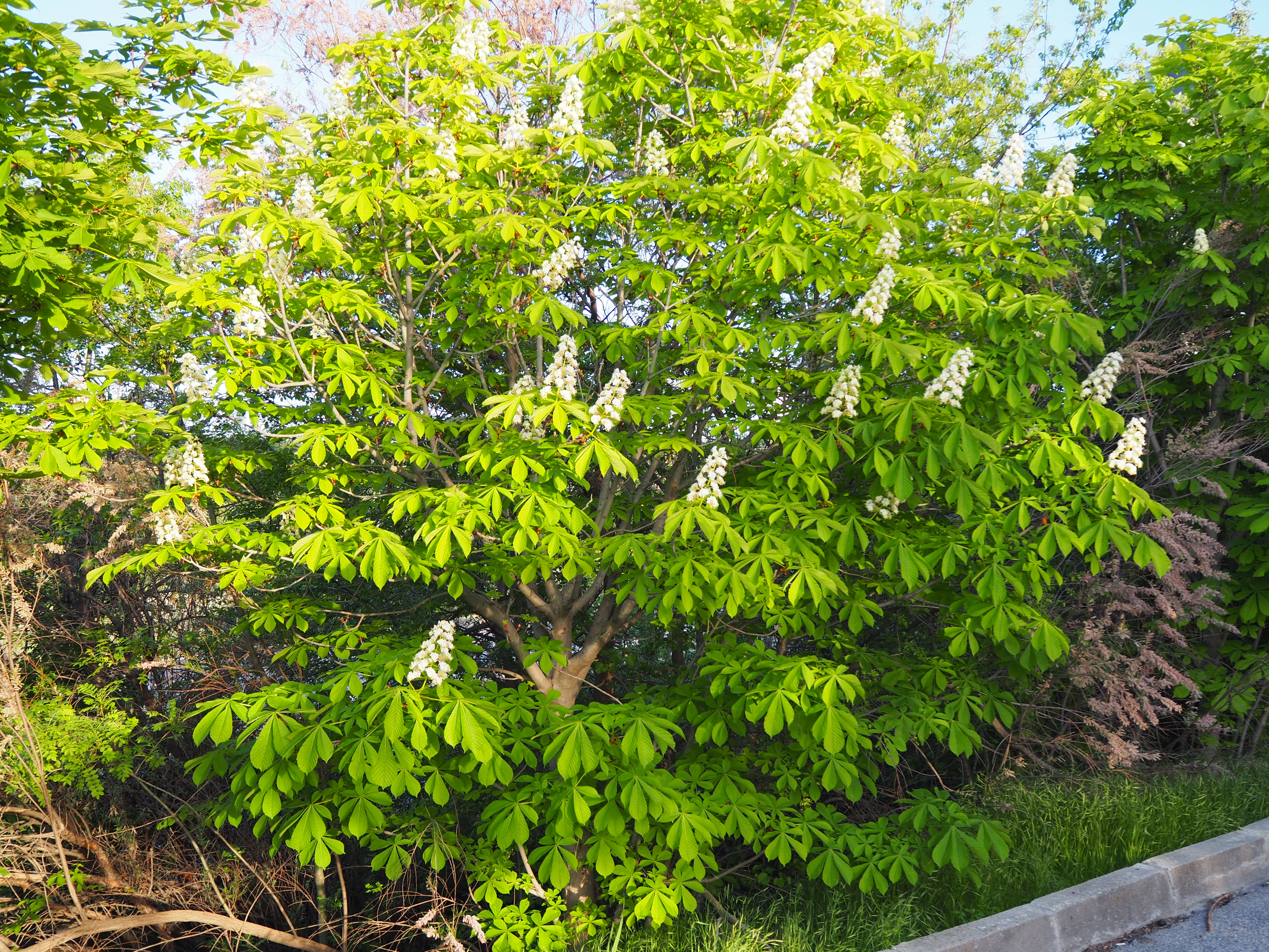 Horse Chestnut