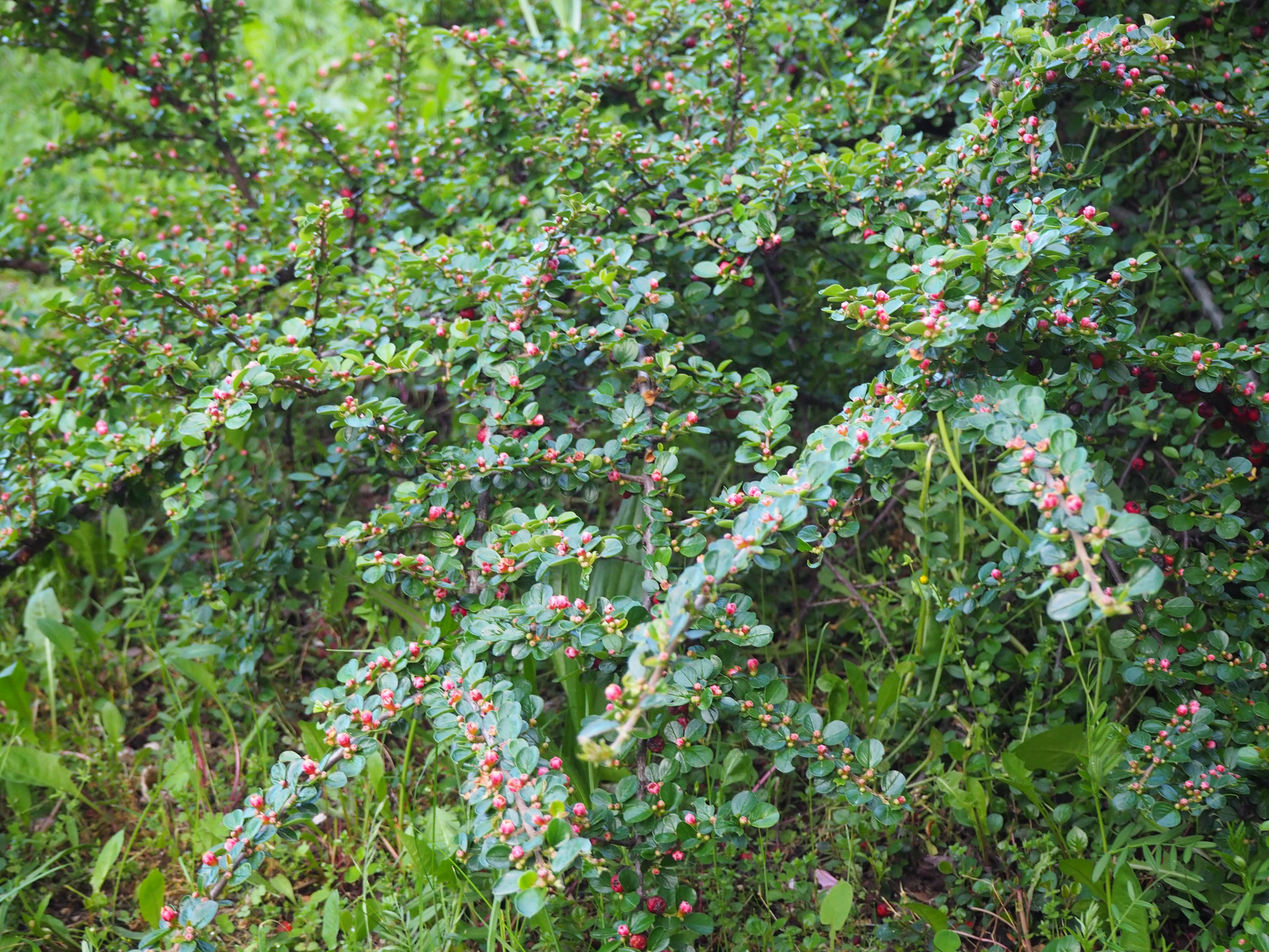 Rock Cotoneaster